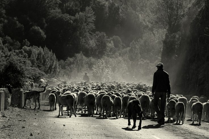 LOS PASTORES TRASHUMANTES DE ALISTE: PREMIO DE LA DIPUTACIÓN DE ZAMORA 2013 - Quesería La Antigua